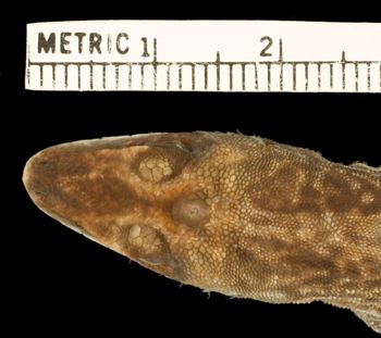 Media type: image;   Herpetology R-81581 Aspect: head dorsal